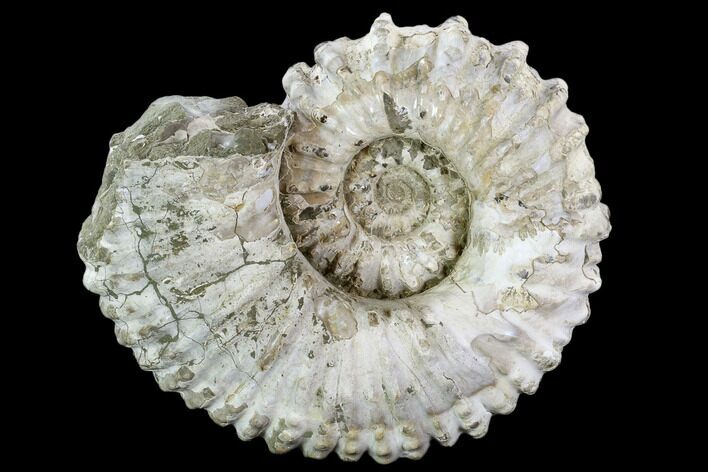Huge, Tractor Ammonite (Douvilleiceras) Fossil - Madagascar #107692